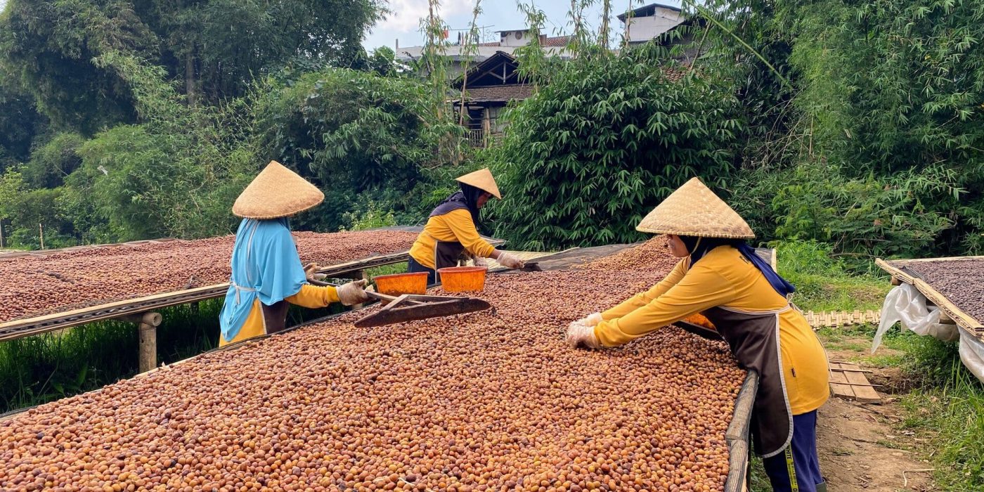 callusvanda-drying-coffee